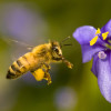 Honey bee hovering near blue-eyed grass flower