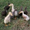 Pastured ducklings. Photo by Debbie Roos.