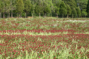 Crimson clover and forage radish cover crop at Harland's Creek Farm