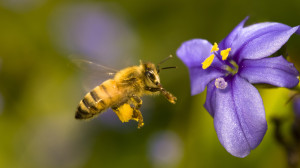 Cover photo for Beginner Beekeeping Course - Starts Tuesday, February 20, 2018