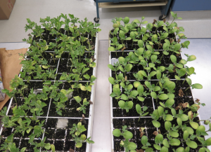 Cover photo for Controlling Gummy Stem Blight on Watermelon