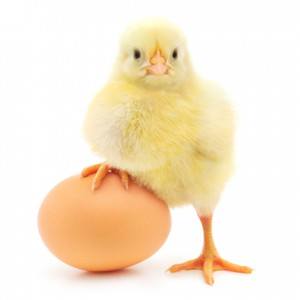 Cover photo for 4-H Embryology