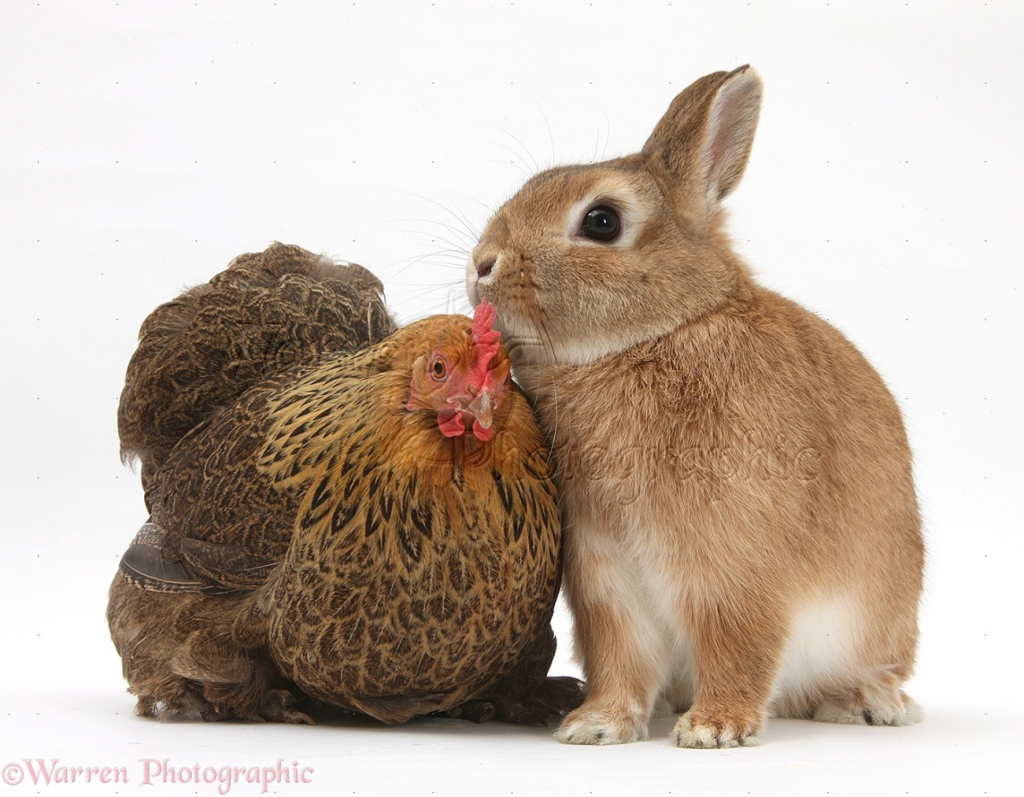rabbit chat now rabbit chat now