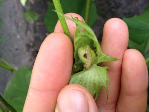Cover photo for Managing Bollworms in Bt Cotton Through Season’s End