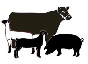 Cover photo for 2017 Livestock School & East Coast Extravaganza