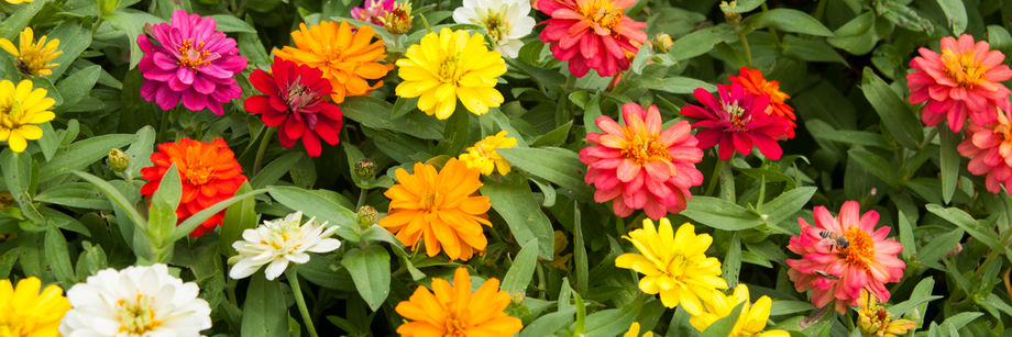 Zany for Zinnias  North Carolina Cooperative Extension