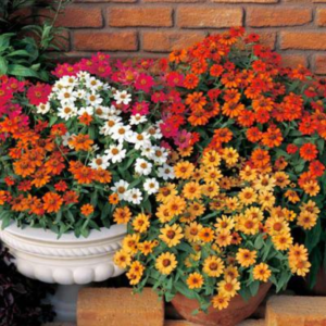 Cover photo for 2020 Master Gardener Training