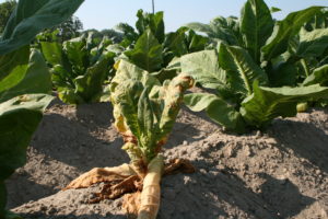 Cover photo for Thrips Flight and TSWV Risk Assessment Report – May 8, 2018