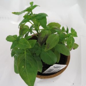 Cover photo for Basil Downy Mildew Found in North Carolina