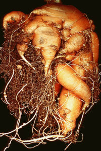 Cover photo for NCDA&CS Quarantine Guava Knot Nematode