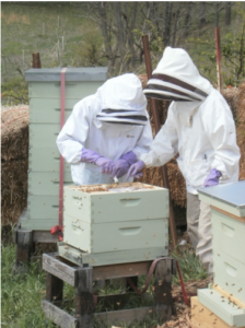 Cover photo for Beekeeping Short Course