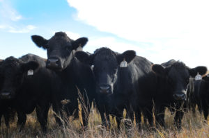 Cattle looking at camera