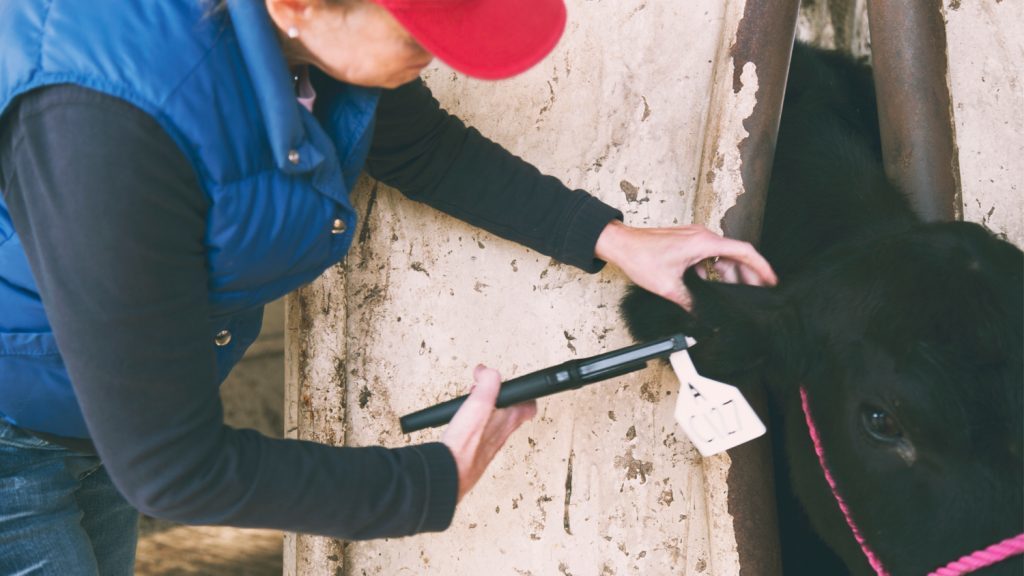 woman tagging a cow