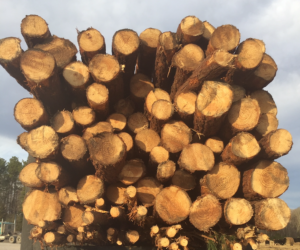 Cover photo for Timber Rights: Recent Case Illustrates Tricky Nature of Life-Estates for Timberland