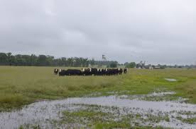 Cows in flooded pasture