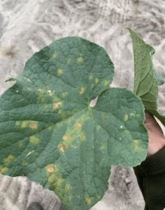 Cover photo for Cucumber Downy Mildew Detected in North Carolina