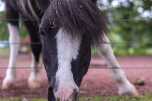 Black horse with white blaze looking into camera