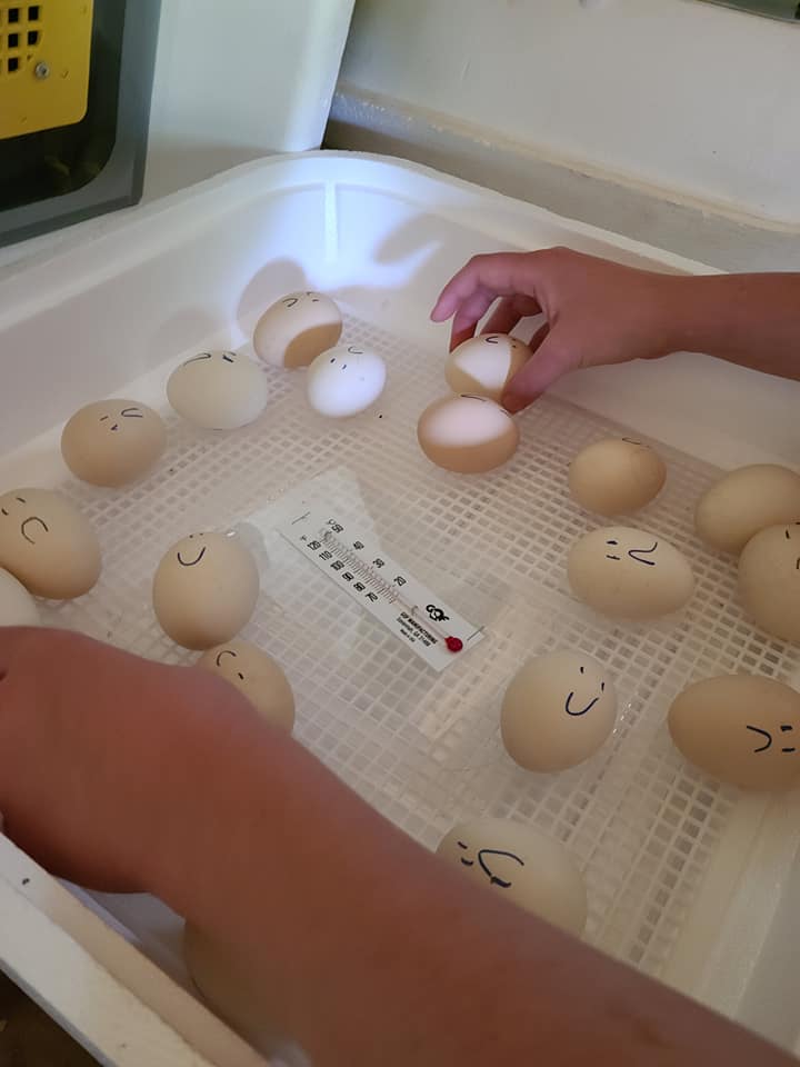 Label the eggs