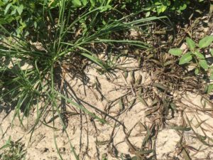 Cover photo for Cadre Control of Grass Weeds Peanut Notes No. 151 2020