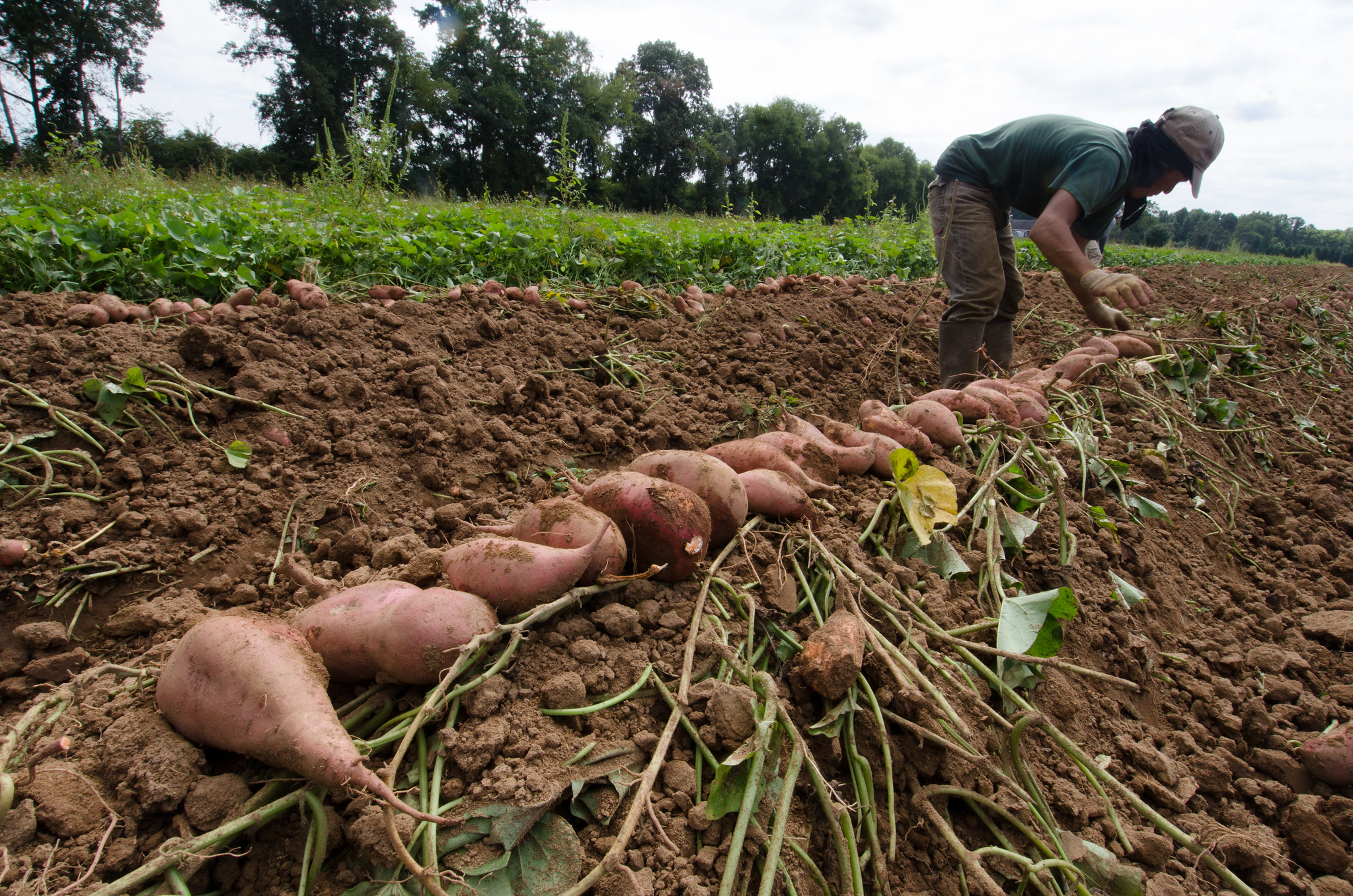 Sweet potatoes in a row with farmer working