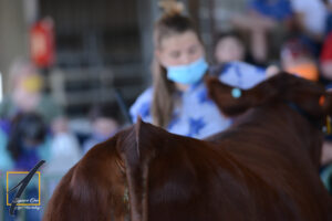 Steer Show, blurry rear view