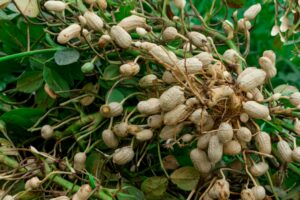 Cover photo for Edgecombe County Peanut Growers- Entries Requested