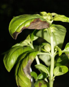 leaf of basil plant with brown lesion