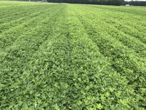 Cover photo for New Growth After Apogee or Kudos Sprays Peanut Notes No. 180 2022