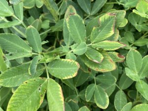 Cover photo for Boron Toxicity Peanut Notes No. 179 2022
