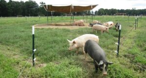 Cover photo for Designing Pasture Subdivisions for Practical Management of Hogs