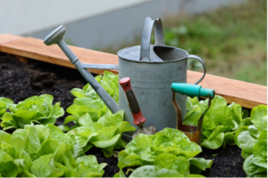 Cover photo for Gardening Basics