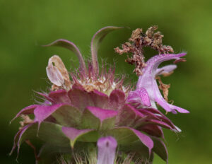 Camouflaged looper on lemon bee balm.