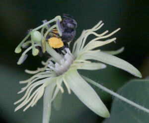 Passionflower bee collecting pollen on yellow passionflower. 