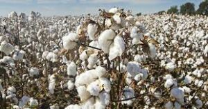 Cover photo for 2023 Edgecombe Cotton Yield Contest