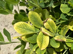 Cover photo for Manganese Deficiency and Herbicide Injury Peanut Notes No. 141 2024