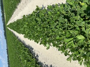 Cover photo for R3 Stage of Peanut Development Peanut Notes No. 139 2024