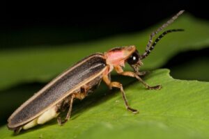Cover photo for Register Now for July CCP Virtual Meeting About Fireflies