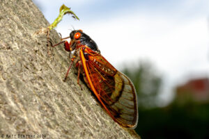 Cover photo for Here They Come Again! More Periodical Cicadas Will Emerge This Spring