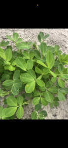 Cover photo for Spots on Peanut Leaves Peanut Notes No. 117 2025