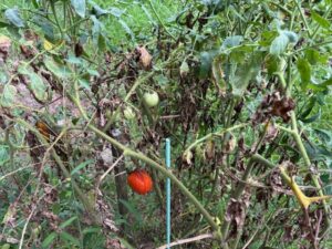 Cover photo for Septoria Leaf Spot Is Claiming Our Tomatoes!